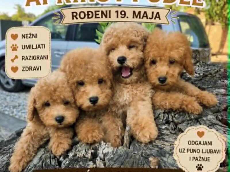 Pudle prelepi kučići