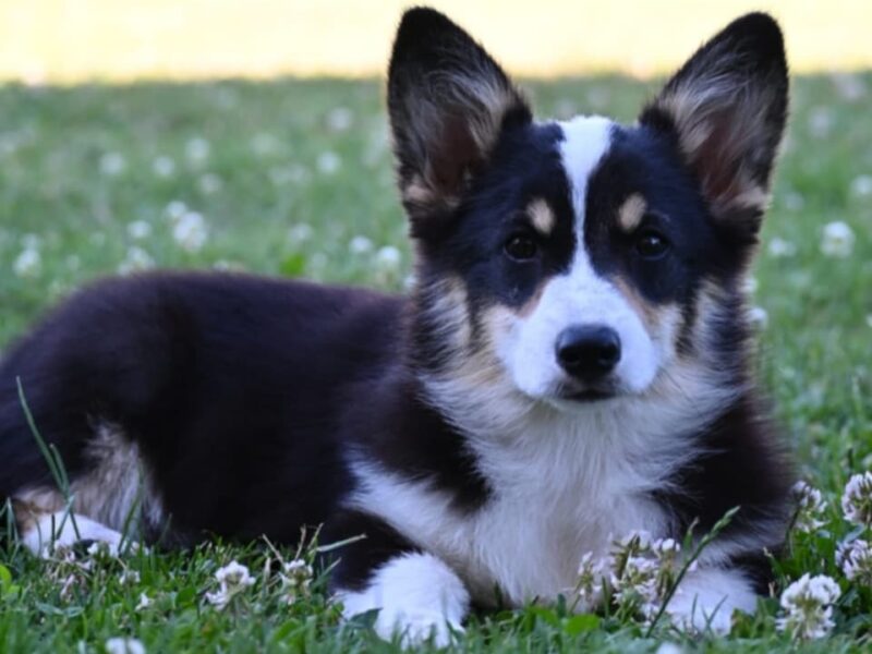 Velški korgi/Welsh Corgi Pembroke