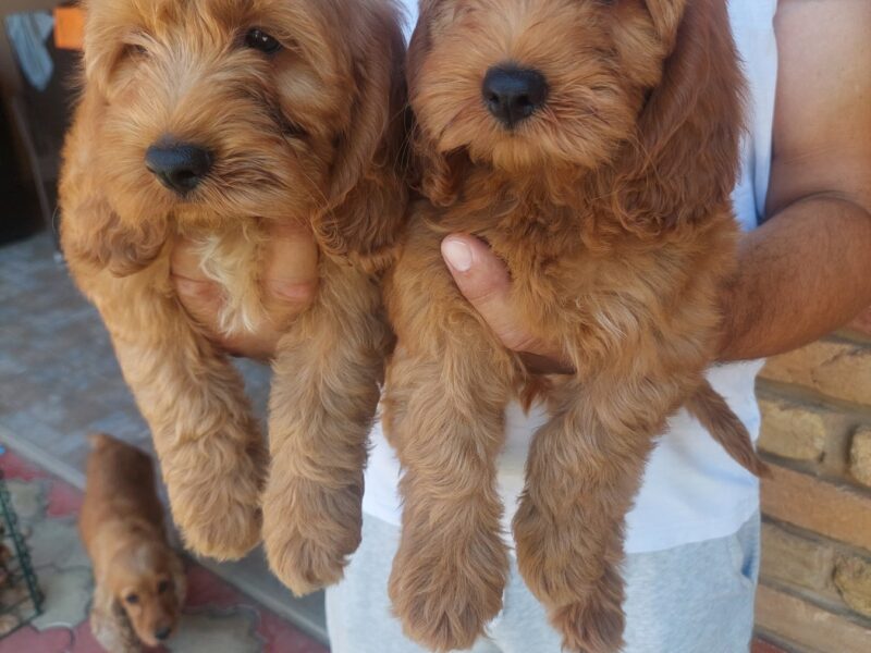 Cockapoo štenci
