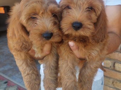 Cockapoo štenci