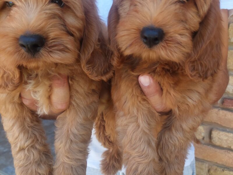 Cockapoo štenci
