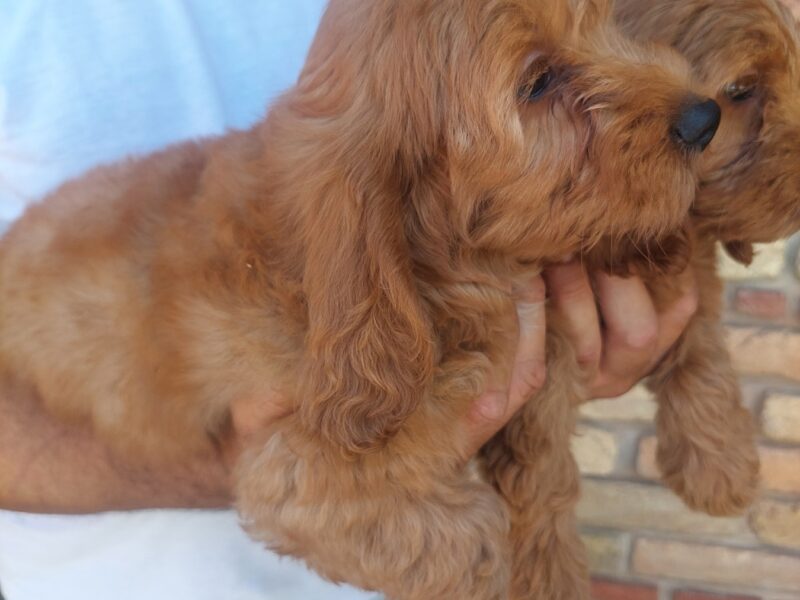 Cockapoo štenci