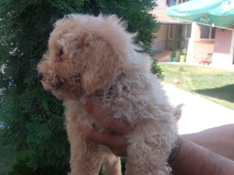 Cockapoo štenci