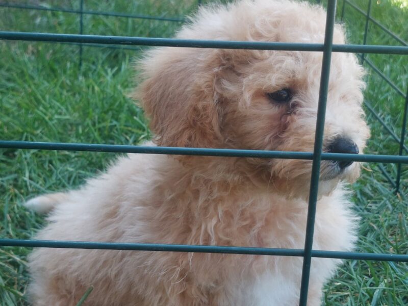 Cockapoo štenci