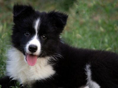 Border Collie - Border koli štenad