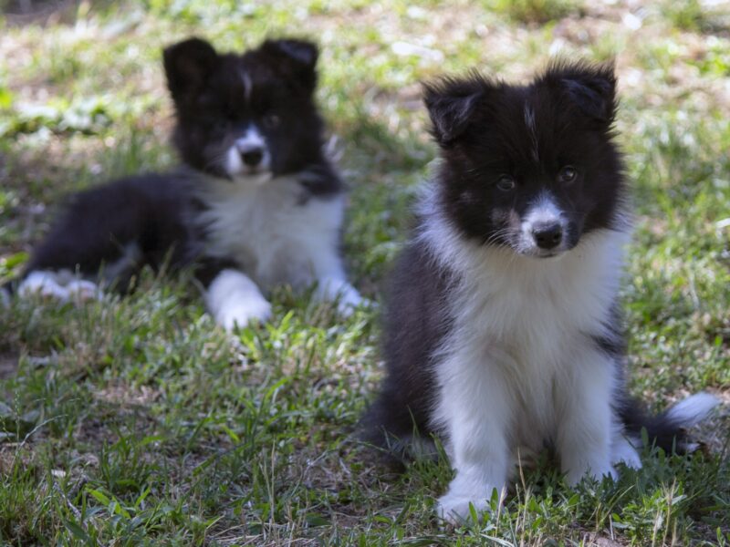 Border Collie - Border koli štenad