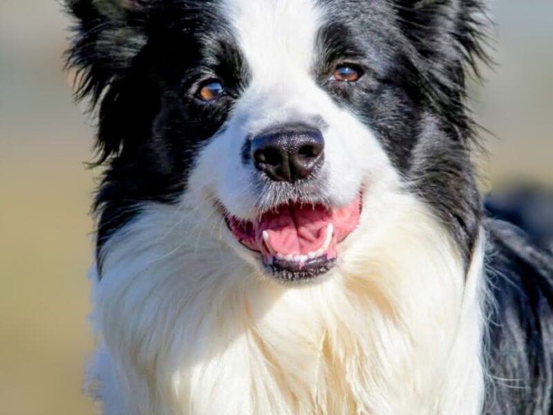Border Collie - Border koli štenad