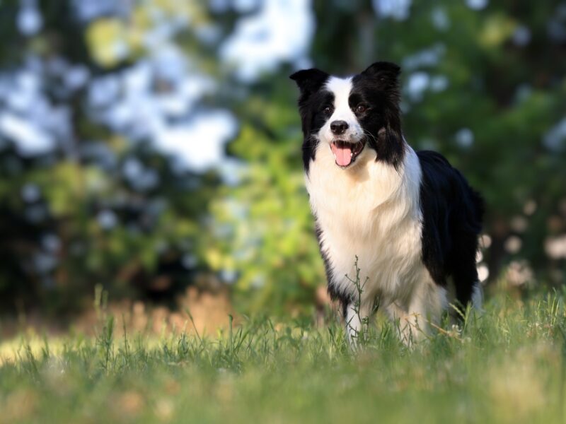 Border Collie - Border koli štenad