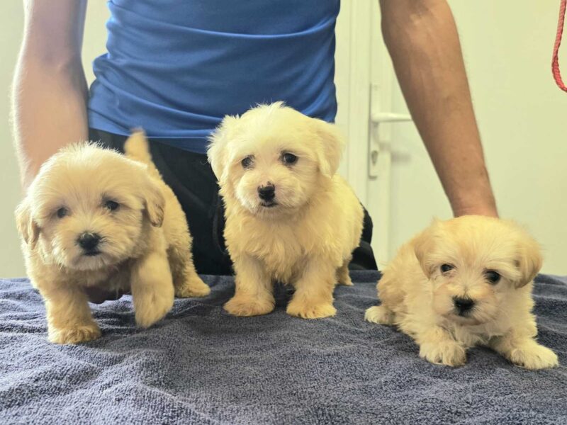 Prelepi Maltipoo štenci