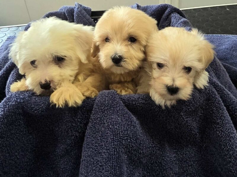 Prelepi Maltipoo štenci