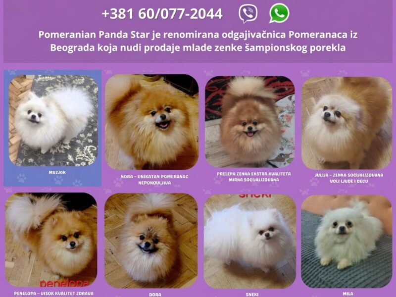 Odgajivačnica Pomeranaca prodaje mlade ženke