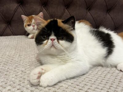Egzotični kratkodlaki mačići (Exotic Shorthair)