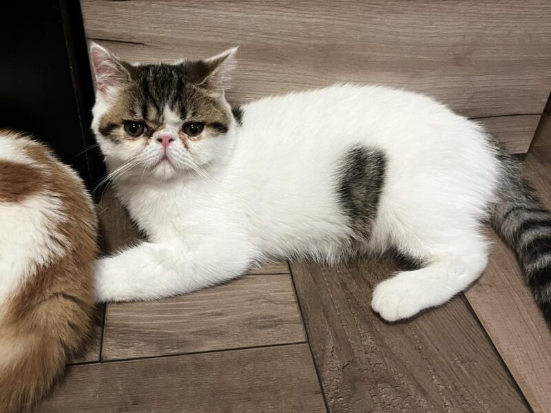 Egzotični kratkodlaki mačići (Exotic Shorthair)