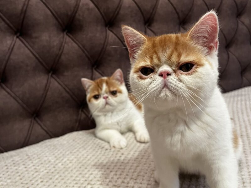Egzotični kratkodlaki mačići (Exotic Shorthair)