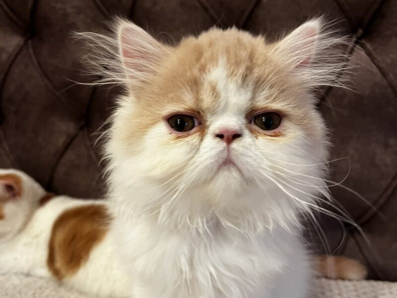 Egzotični kratkodlaki mačići (Exotic Shorthair)