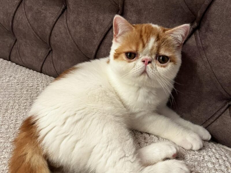 Egzotični kratkodlaki mačići (Exotic Shorthair)