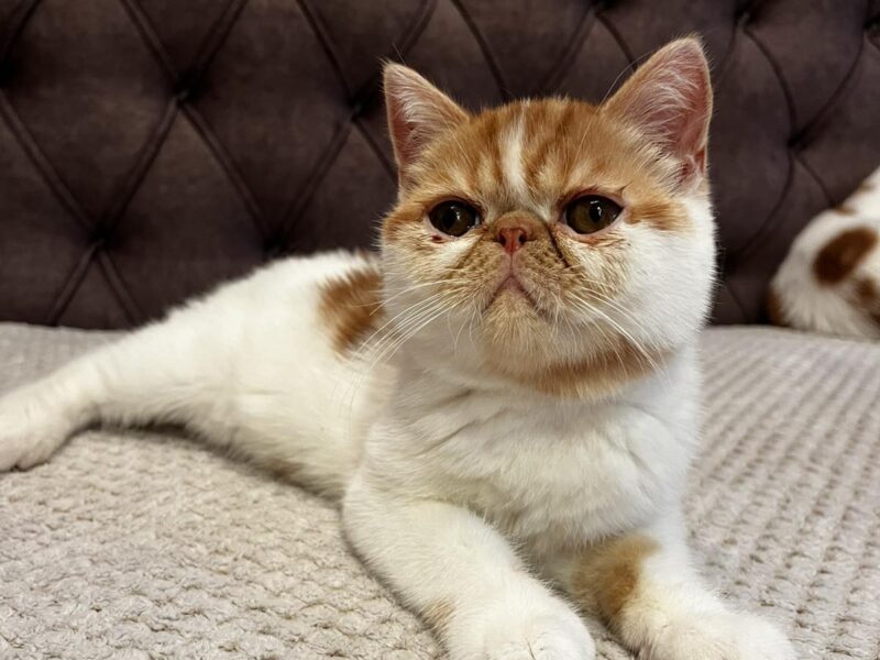 Egzotični kratkodlaki mačići (Exotic Shorthair)