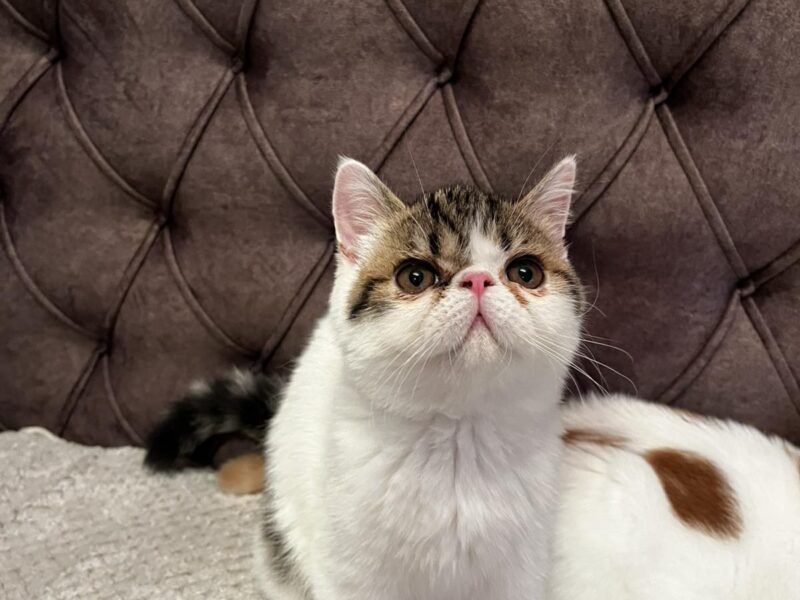 Egzotični kratkodlaki mačići (Exotic Shorthair)