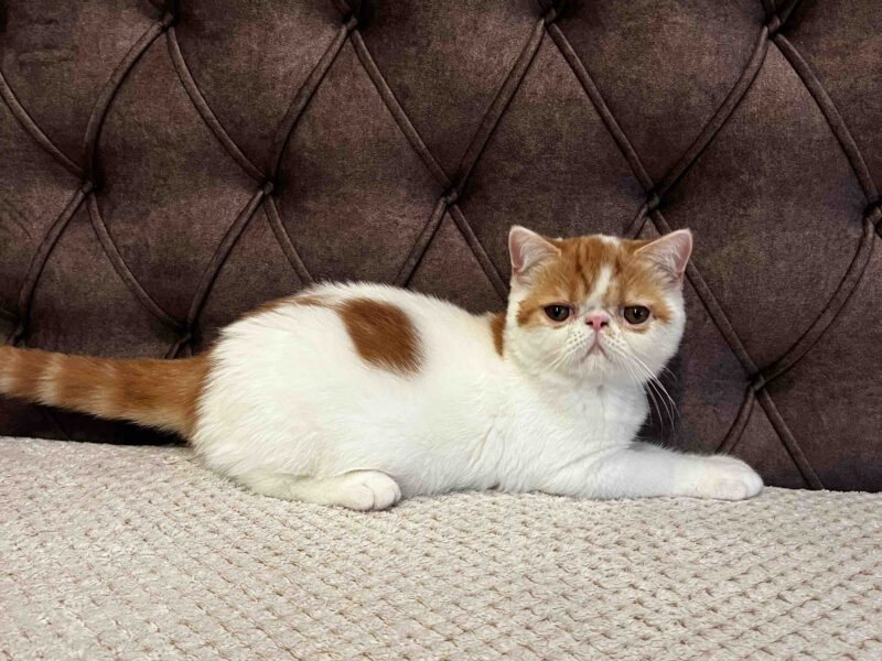 Egzotični kratkodlaki mačići (Exotic Shorthair)