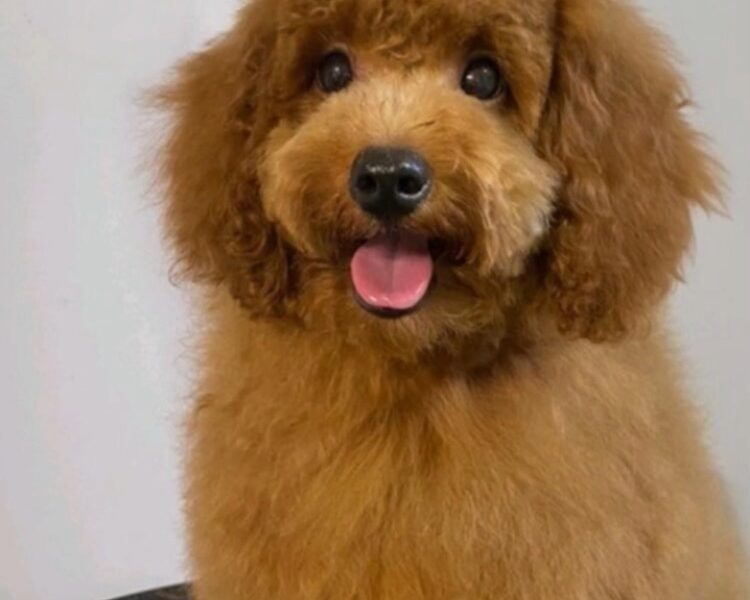 Crvene pudle prelepi štenci