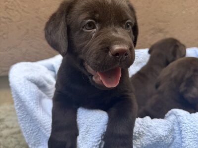 Cokoladni labrador