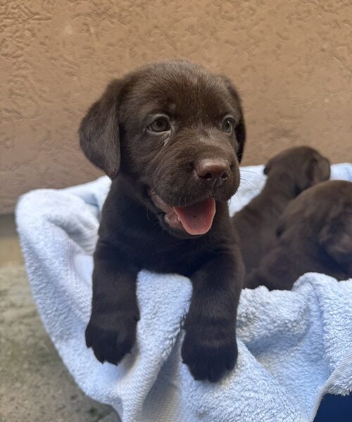 Cokoladni labrador