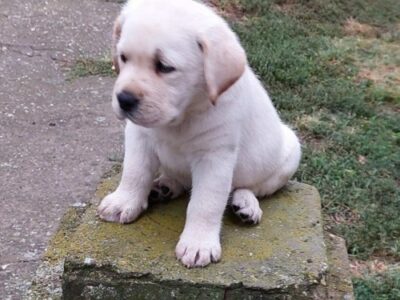 LABRADOR RETRIVER