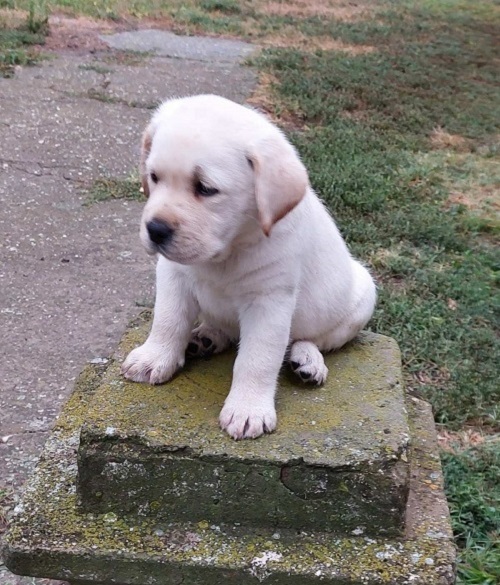 LABRADOR RETRIVER