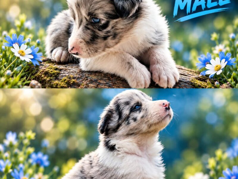 Border collie štenci