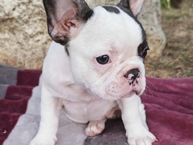 Merle francuski buldog štenci
