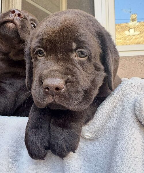 Cokoladni labrador