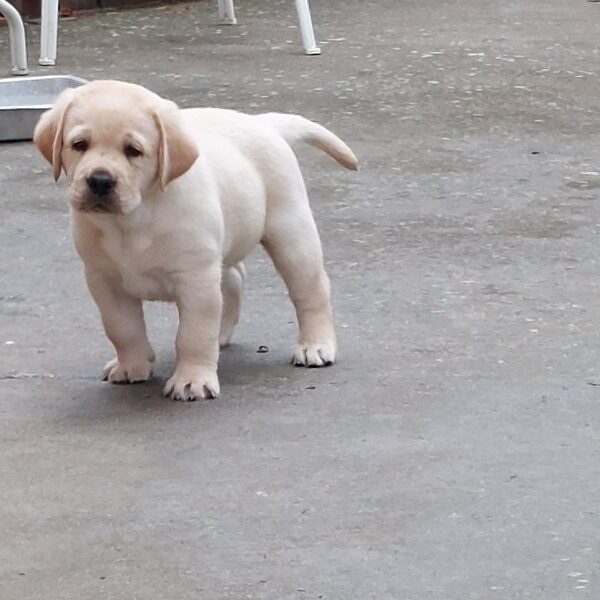 LABRADOR RETRIVER