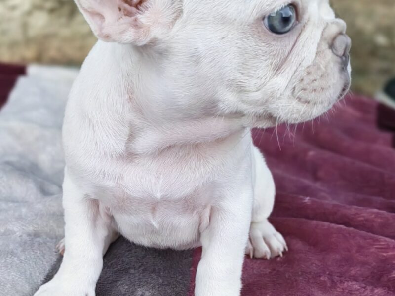 Merle francuski buldog štenci
