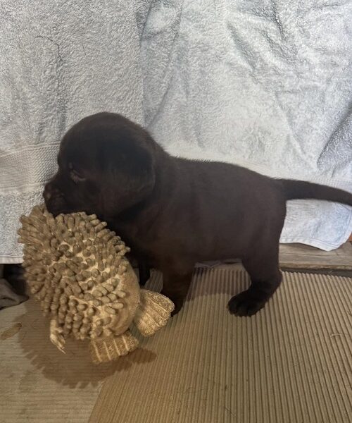 Cokoladni labrador