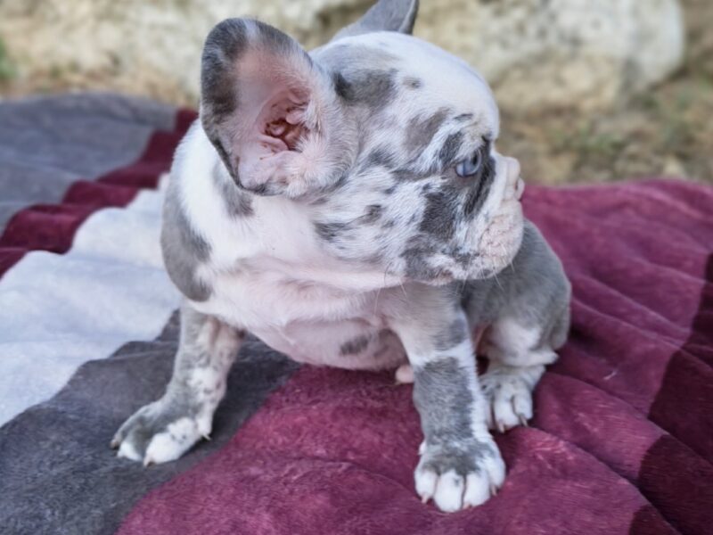 Merle francuski buldog štenci