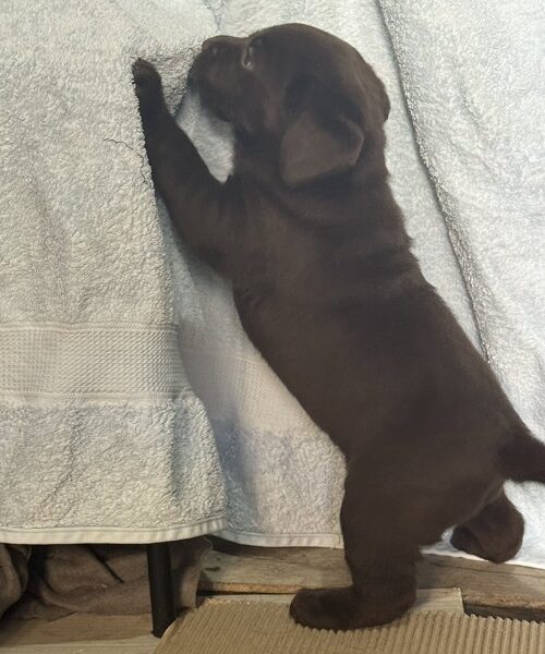 Cokoladni labrador