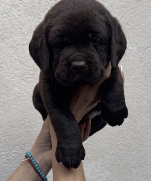 Cokoladni labrador