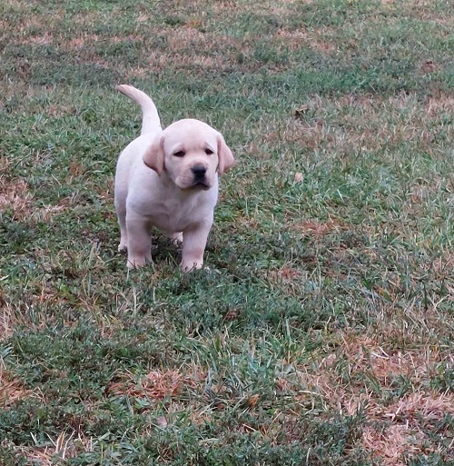 LABRADOR RETRIVER