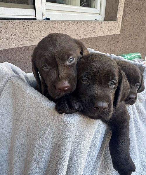 Cokoladni labrador