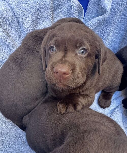 Cokoladni labrador