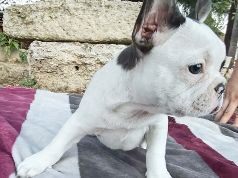 Merle francuski buldog štenci