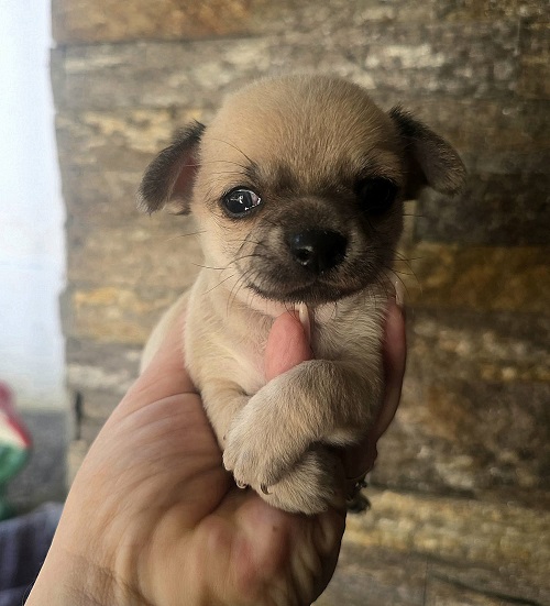 Štenci mini i mikro čivave