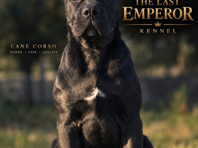 Cane Corso žensko štene