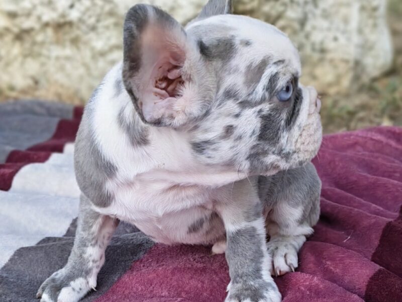 Merle francuski buldog štenci