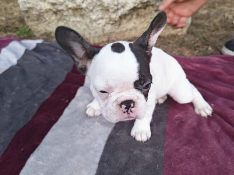 Merle francuski buldog štenci