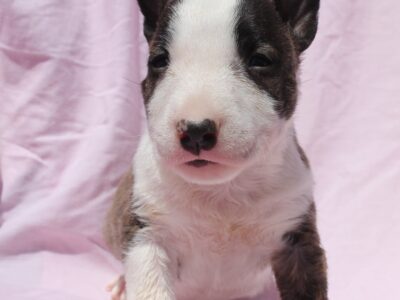 Mini Bull Terijer štenci