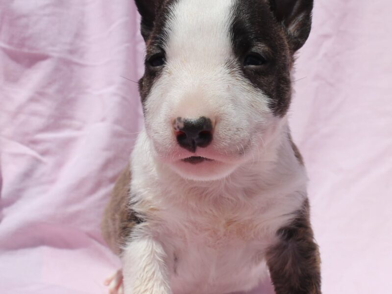 Mini Bull Terijer štenci
