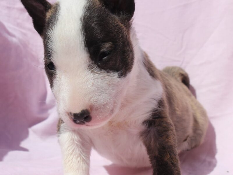 Mini Bull Terijer štenci