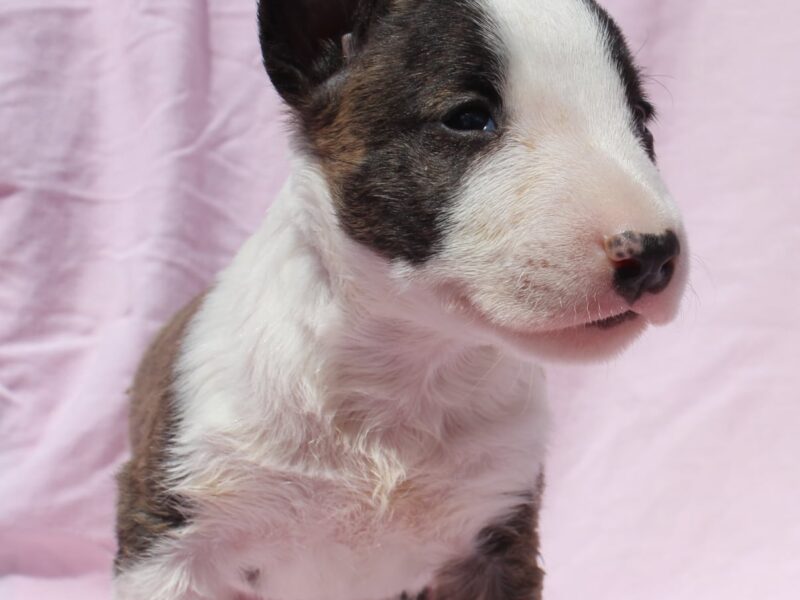 Mini Bull Terijer štenci
