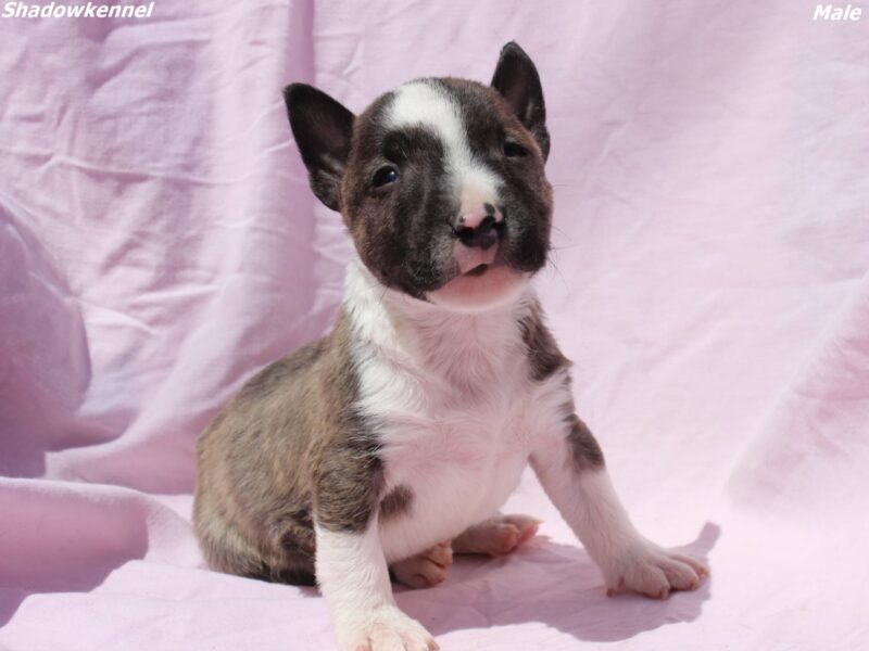 Mini Bull Terijer štenci